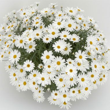 Argyranthemum Go daisy Fully White