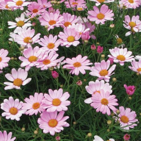 Argyranthemum Frutescens Summit Dark Pink