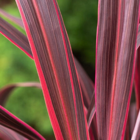 Cordyline Electric Pink