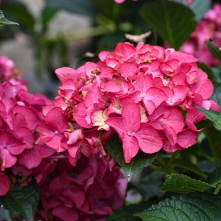 Hydrangea macrophylla 'Tuxedo Mophead'