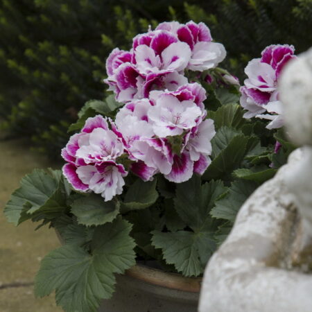 Pelargonium grandiflorum Elegance® 'Bravo'