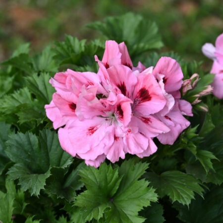 Pelargonium grandiflorum Elegance® 'Fenna'