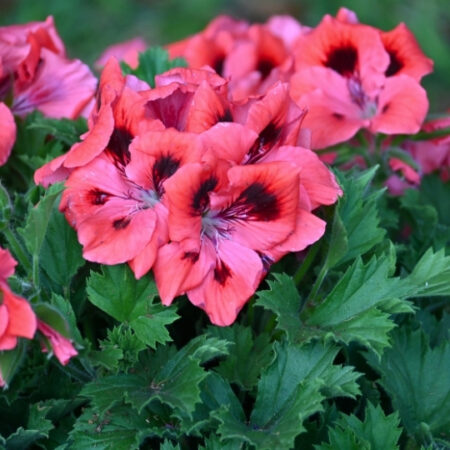 Pelargonium grandiflorum Elegance® 'Femke'
