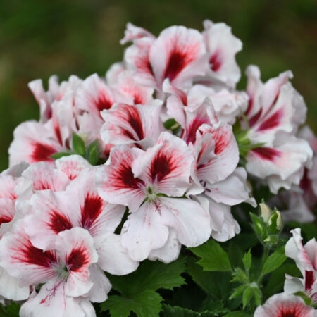 Pelargonium grandiflorum Elegance® 'Mona'