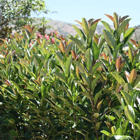 Viburnum Coppertop hedge growing outdoors in the sun
