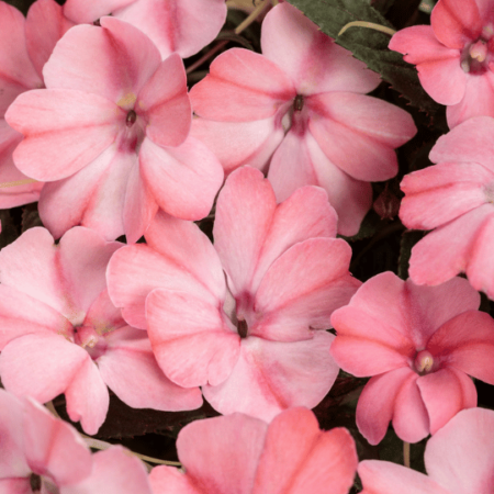 Impatiens hybrids SunPatiens Compact Blush Pink