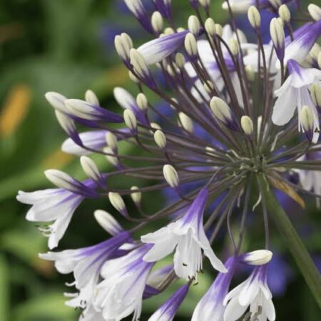 Agapanthus 'Fireworks' var. MDB001 PBR