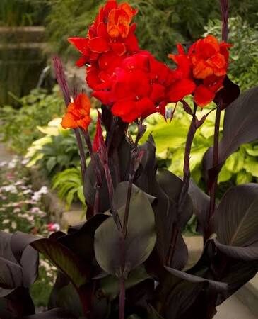 Canna x generalis Cannova Bronze Scarlet
