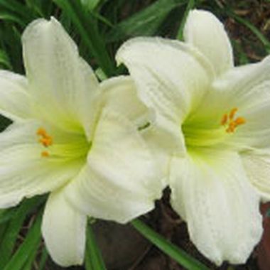 Hemerocallis hybrid Moment of Truth