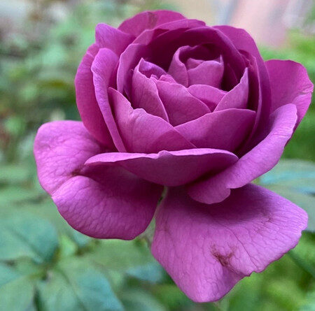 Rosa Vodacom