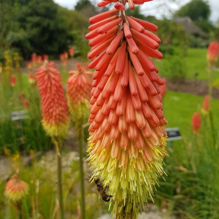 Kniphofia Praecox Red