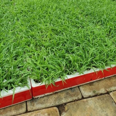 LM Grass