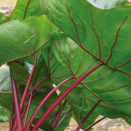 Colocasia esculenta Punch