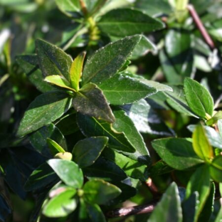 Abelia x grandiflora Dwarf Gnome ®