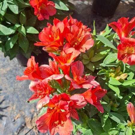 Buy 2 Alstroemeria