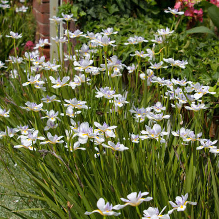 Dietes grandiflora