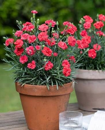 Dianthus 'Malanseuns Scarlet'