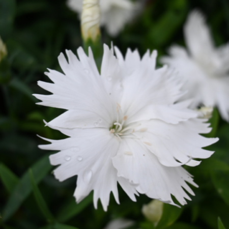 Dianthus 'Malanseuns Snow White'