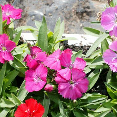 Dianthus 'Malanseuns Mix'