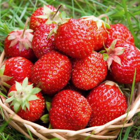 Aarbei Elan (Fragaria  x ananassa)