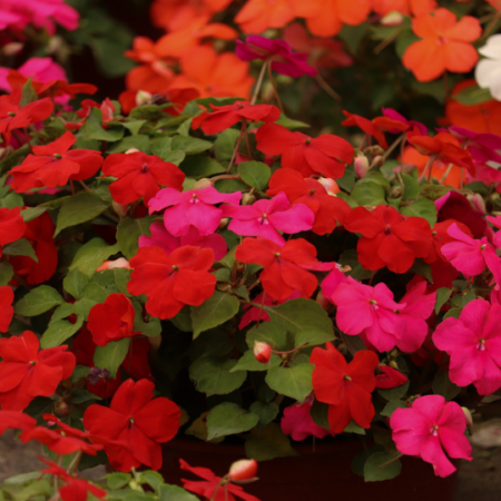 Impatiens 'Beacon Mixed'