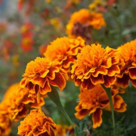 Marigold 'Malanseuns Bicolor'
