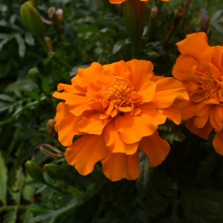 Marigold 'Malanseuns Giant Orange'