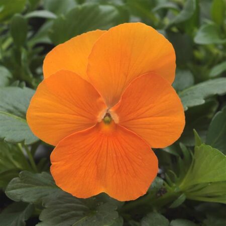 Viola 'Malanseuns Deep Orange'